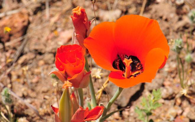 Calochortus kennedyi, Desert Mariposa Lily Calochortus kennedyi, Desert Mariposa Lily